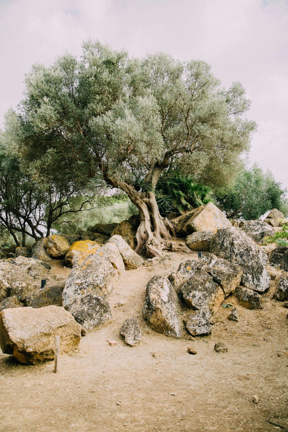 olive tree